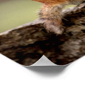 20x16チップムンク食べのピーナッツ ポスター (角)