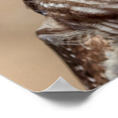 20x16バーレッドフクロウ ポスター (角)