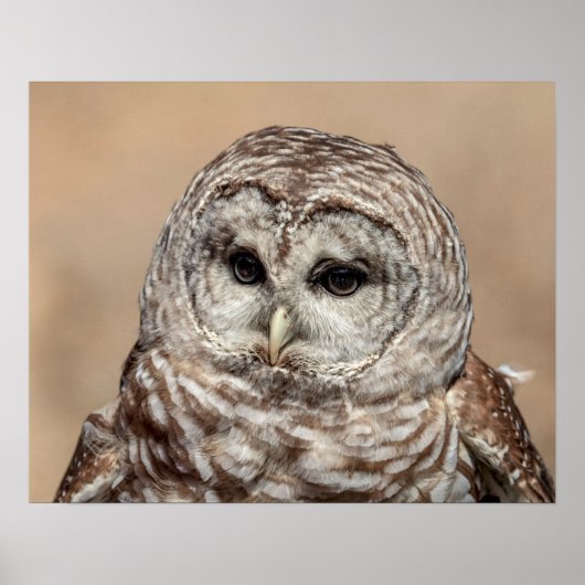 20x16バーレッドフクロウ ポスター (正面)