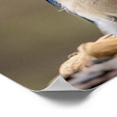 20x16ピーナッツ付きブルージェイ ポスター (角)