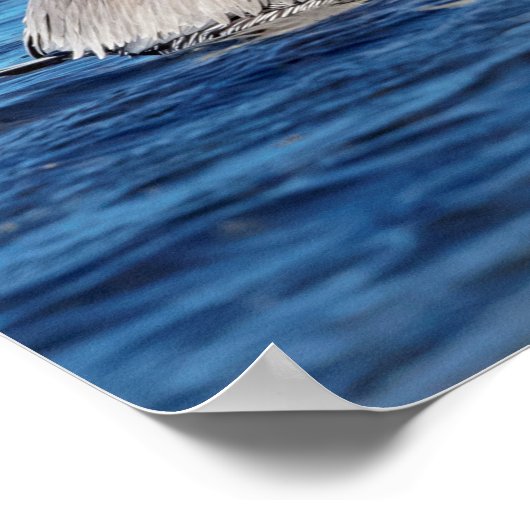 20x16ペリカンペア ポスター (角)