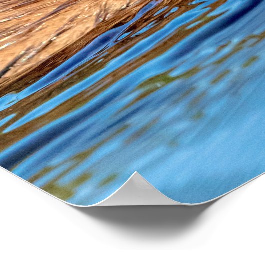 20x16マスクラットバッサーファームエコロジカル保存 ポスター (角)