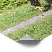 20x16少年ハゲ鷲 ポスター (角)