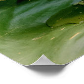 20x16若いワニ ポスター (角)