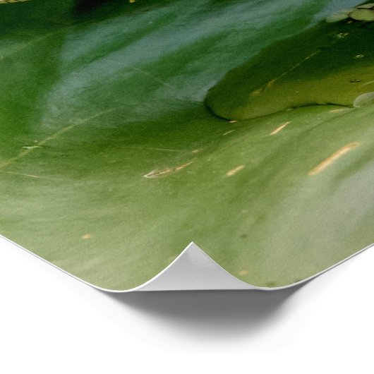 20x16若いワニ ポスター (角)