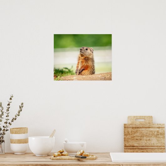 20x16若いGroundhog ポスター (キッチン)