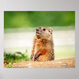 20x16若いGroundhog ポスター