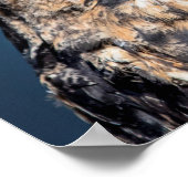 20x16角素晴らしフクロウポートレート ポスター (角)