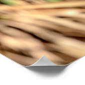 20x16赤い猫背のタカ ポスター (角)