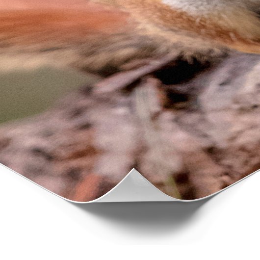 20x16赤リス ポスター (角)