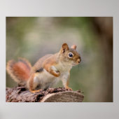 20x16赤リス ポスター (正面)