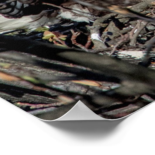 20x16 Bald Eagleとベビー ポスター (角)