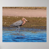 20x16 Reddish Egret on North Beach ポスター (正面)