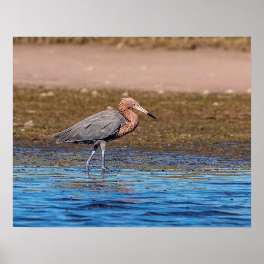 20x16 Reddish Egret on North Beach ポスター (正面)