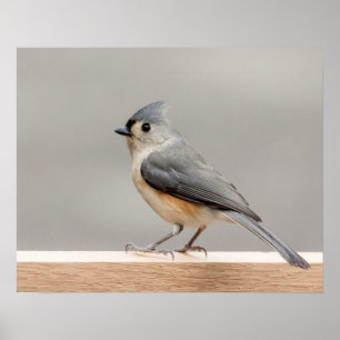 20x16 Tufted Titmouse ポスター