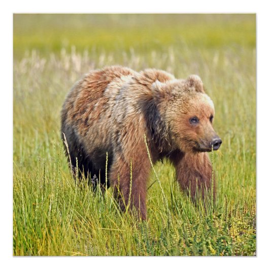 20x20グリーベアの光沢のあるポスター ポスター (正面)