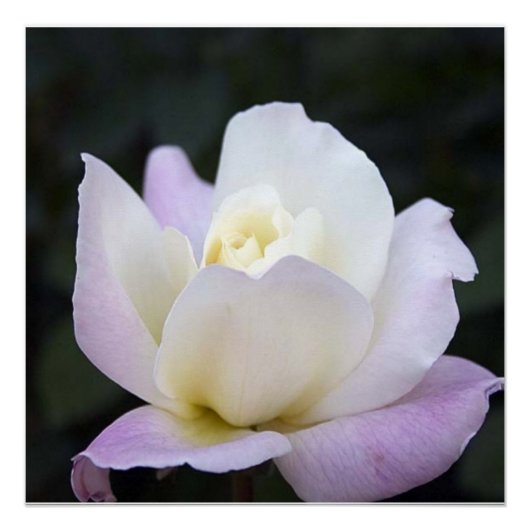 20x20ポスター ポスター (正面)