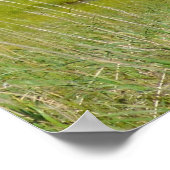 20x24グリズリーベアのポスター紙（マット） ポスター (角)