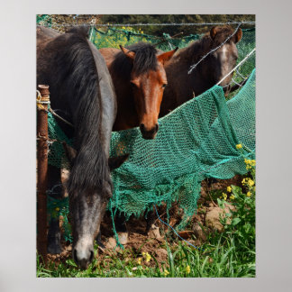 20x24 チングス濟州島の三馬写真プリント ポスター