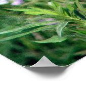 213.蝶とヒメグリ ポスター (角)