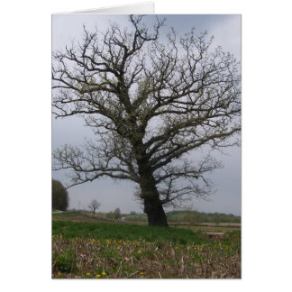 22の巨大で、古いカシ