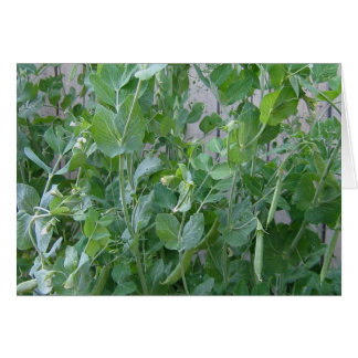 221.プリンセスとエンドウ豆