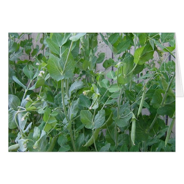 221.プリンセスとエンドウ豆 (正面横)