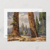 224.大きな木々の茂みでの見張り番 ポストカード (正面/裏面)