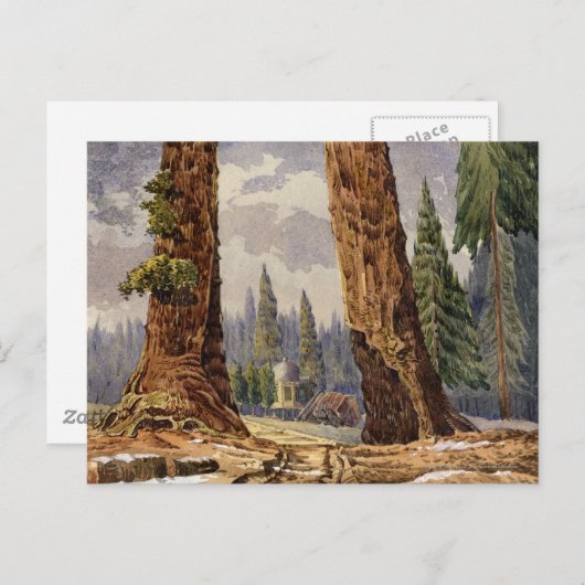 224.大きな木々の茂みでの見張り番 ポストカード (正面/裏面)