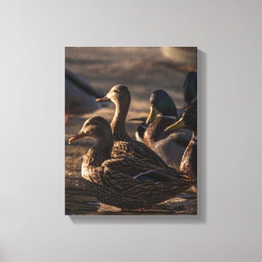 2318 – 女性マラルドアヒル キャンバスプリント (正面)