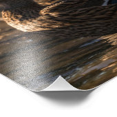 2318 – 女性マラルドアヒル フォトプリント            (角)