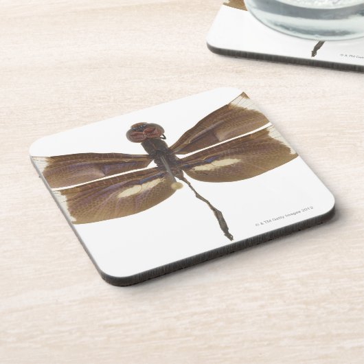 23599152 コースター (左側)