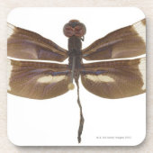 23599152 コースター (正面)