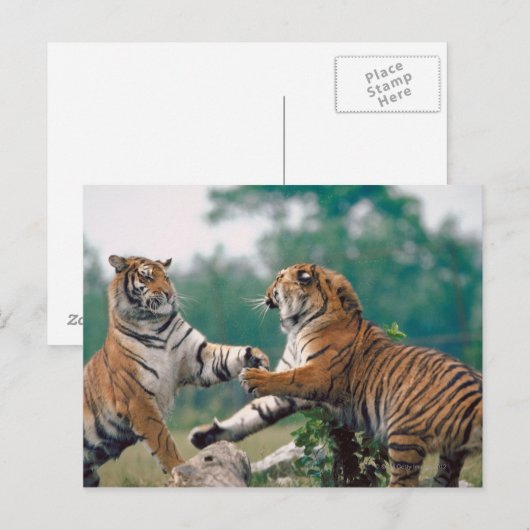 23899157 ポストカード (正面/裏面)