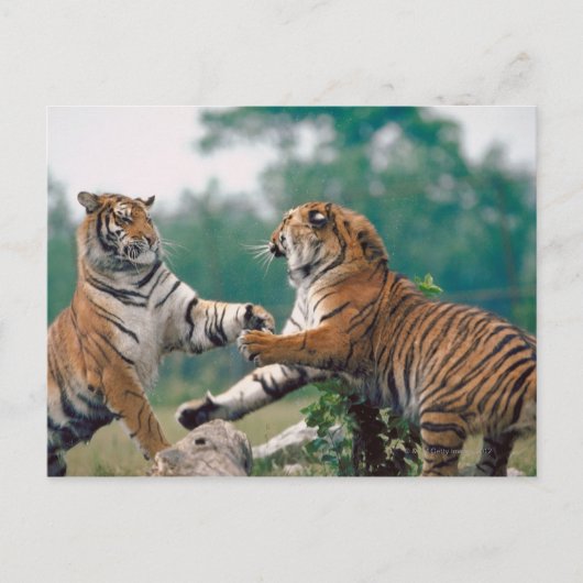 23899157 ポストカード (正面)