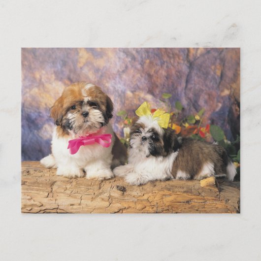 24095243 ポストカード (正面)