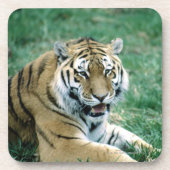 24103189 コースター (正面)