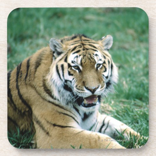 24103189 コースター (正面)