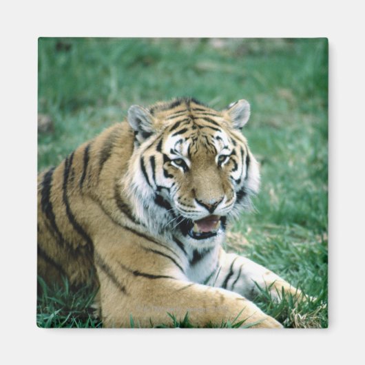 24103189 マグネット (正面)