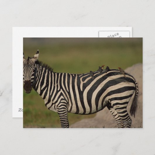 24109277 ポストカード (正面/裏面)