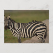 24109277 ポストカード (正面)