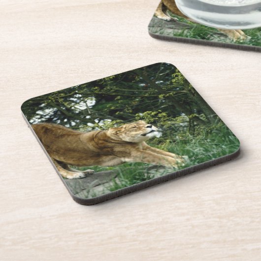 24114343 コースター (左側)