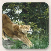 24114343 コースター (正面)