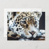 24114363 ポストカード (正面/裏面)