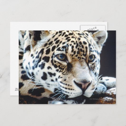 24114363 ポストカード (正面/裏面)