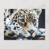 24114363 ポストカード (正面)