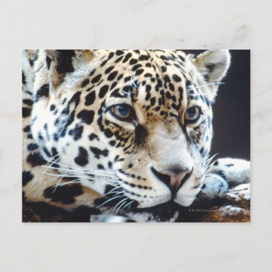 24114363 ポストカード (正面)