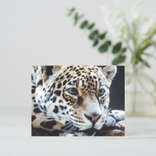 24114363 ポストカード (スタンド正面)