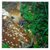 24114390 タイル (正面)