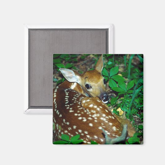 24114390 マグネット (正面/裏面)